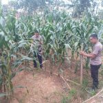 Kapolres Melawi Turun Langsung Pantau Lahan Jagung, Wujud Nyata Dukung Asta Cita Presiden RI
