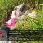 Warga Soroti Tumpukan Sampah di Jalan Raya Besuk, DLH Belum Beri Tanggapan