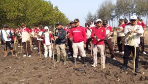 Foto Mangrove1