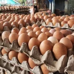 Harga Pangan 14 Oktober 2026: Cabai Makin Mahal, Ayam dan Telur Turun